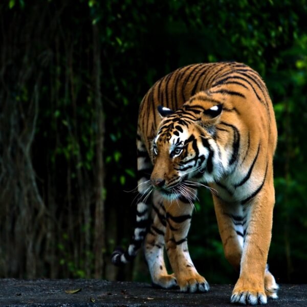 A zoo in China is selling tiger urine…