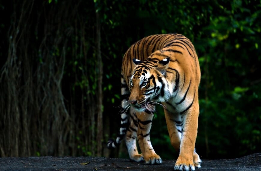 A zoo in China is selling tiger urine…