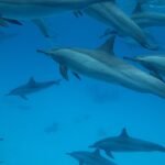 Mysterious Dolphin Mass Stranding in Australia Shocks Experts