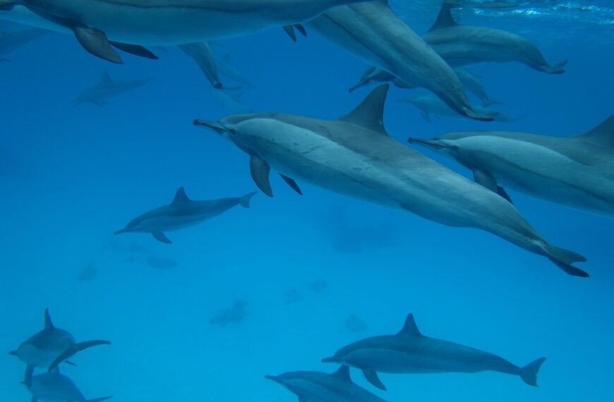 Mysterious Dolphin Mass Stranding in…