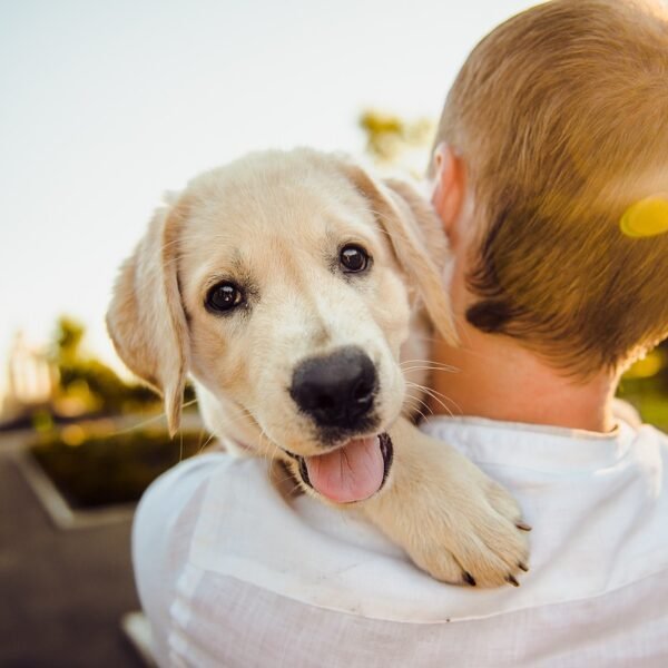 Can Dogs Make Your Baby Healthier? The Surprising…