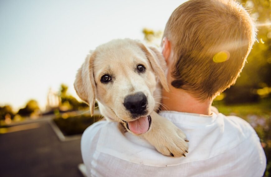 Can Dogs Make Your Baby Healthier?…