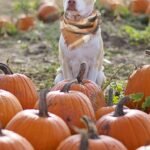 Why Pumpkin is a Superfood for Your Dog’s Health