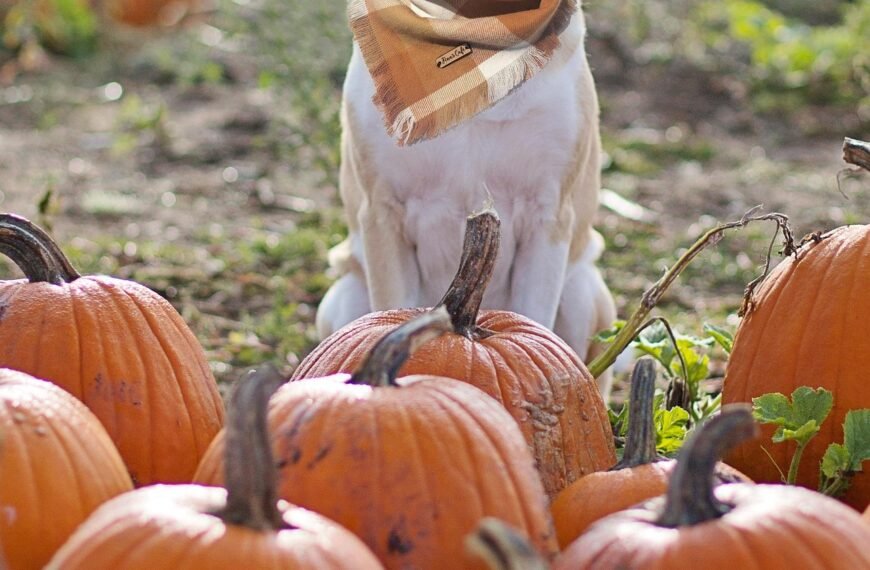 Why Pumpkin is a Superfood for Your Dog’s…