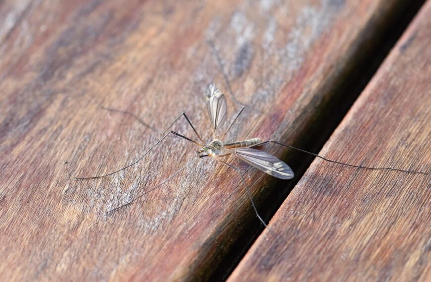 Philippine Town Pays for Mosquitoes…