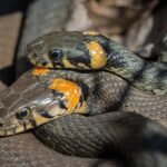 Over 100 Venomous Snakes Found in Sydney Yard – A Shocking Discovery!