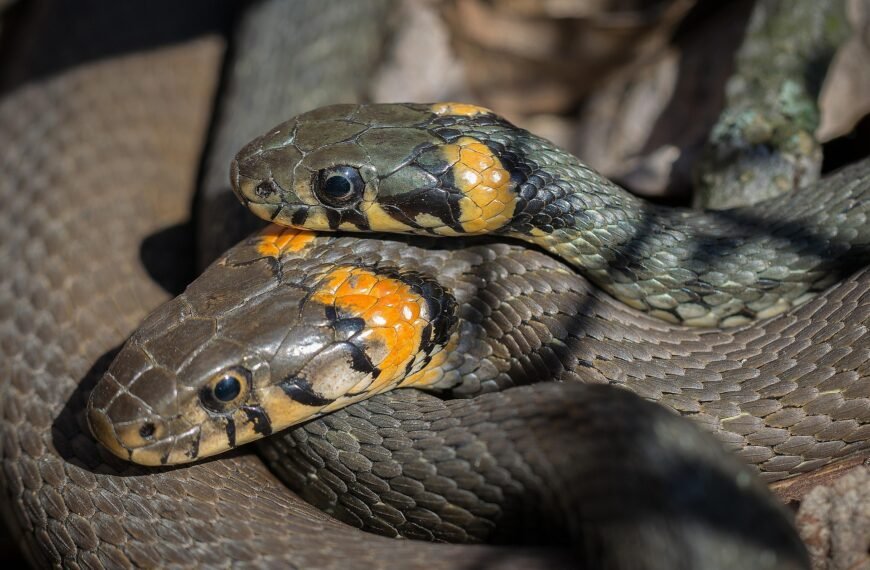 Over 100 Venomous Snakes Found in…