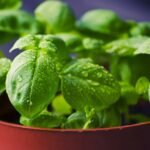 Start Your Day Right: Surprising Benefits of Basil Water