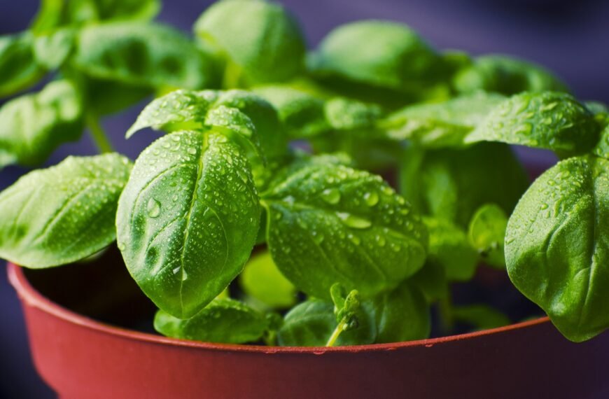 Start Your Day Right: Surprising Benefits of Basil Water