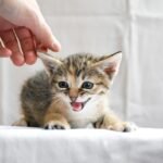 Why Do Cats Bite? Understanding and Preventing Cat Biting
