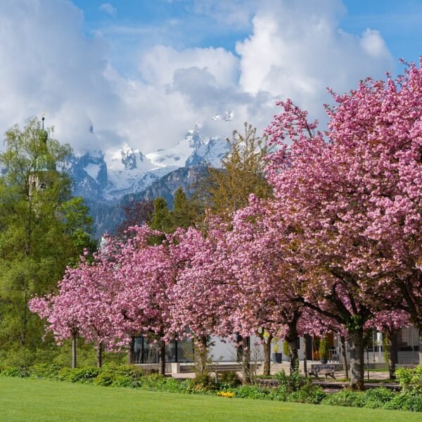 Sakura Season Begins in Japan – A Must-See&hellip;