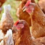 Free Chickens Fight Food Waste: A Unique Solution in European Towns