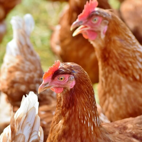 Free Chickens Fight Food Waste: A Unique Solution&hellip;