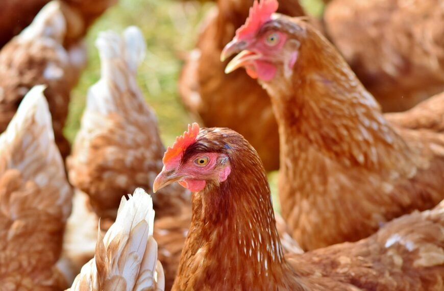 Free Chickens Fight Food Waste:…