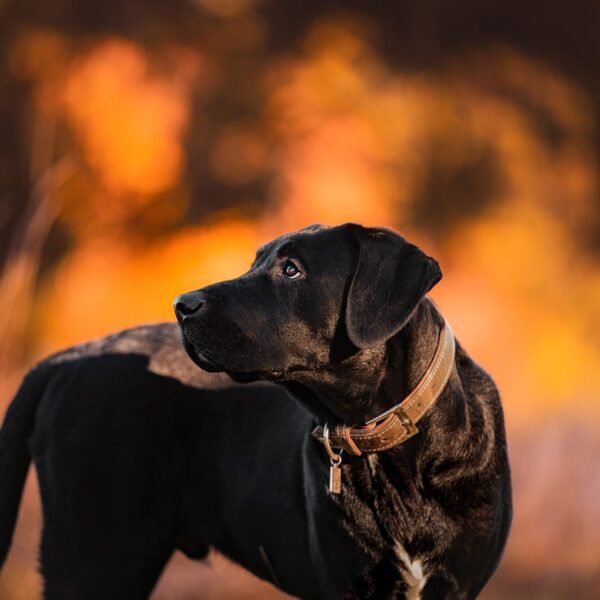 A Woman’s Unbreakable Bond: Cloning Her Beloved Dog