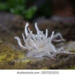 Resurrection Plants: Nature’s Drought-Resistant Miracle for Future Crops