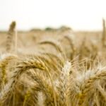 Microplastics Threaten Global Food Supply, Millions at Risk