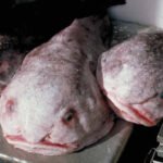 Blobfish Wins Hearts: The World’s Ugliest Fish Gets a New Title