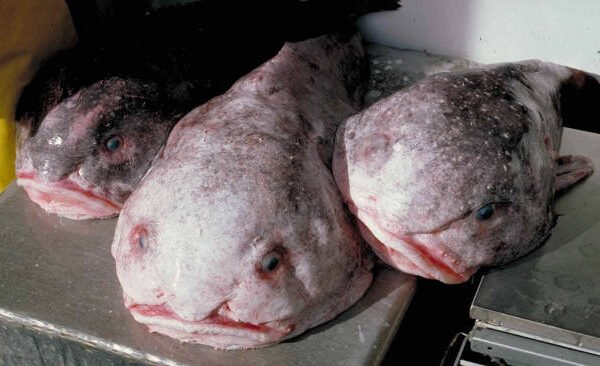 Blobfish Wins Hearts: The World’s Ugliest Fish Gets&hellip;