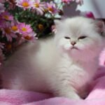 New Words in English! A Cute Word You’ll Love