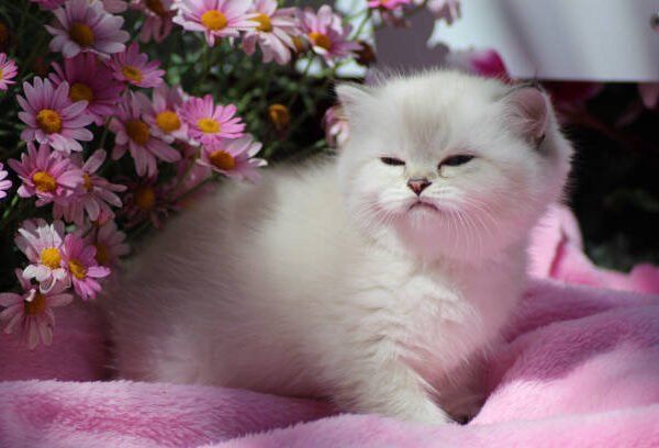 New Words in English! A Cute Word You’ll&hellip;