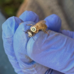 Tiny QR Codes Reveal the Secret Lives of Bees