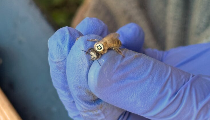 Tiny QR Codes Reveal the Secret Lives of Bees