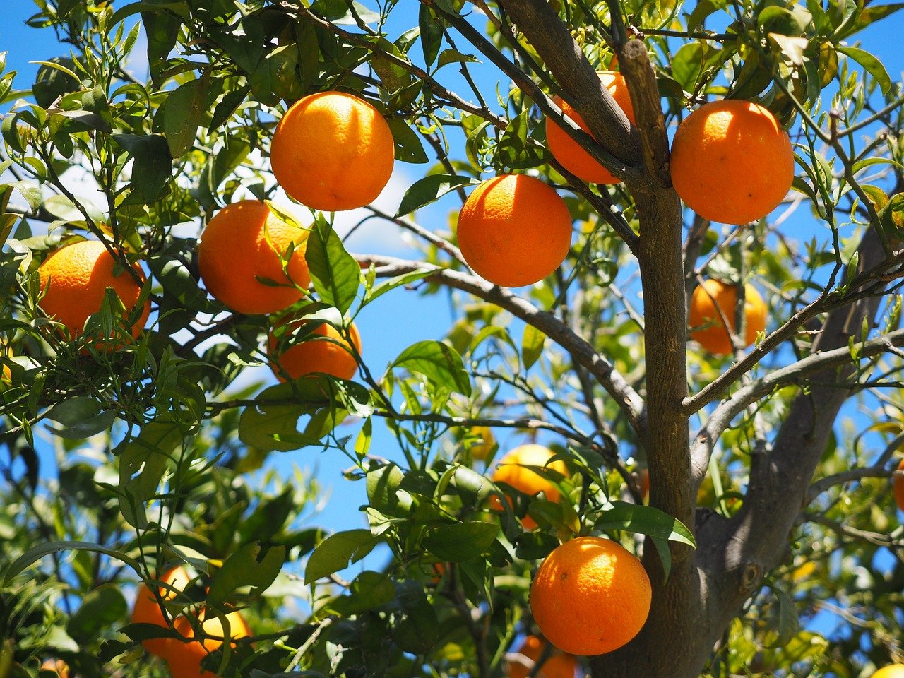 Amazing Benefits of Oranges for Brain and Mood