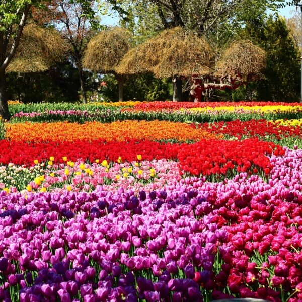 Discover the Best Tulip Experiences in the Netherlands