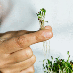Tiny But Mighty: How Garden Cress Seeds Can Fix Your Iron Deficiency Naturally