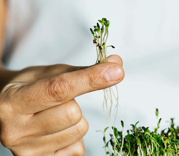 Tiny But Mighty: How Garden Cress Seeds Can&hellip;