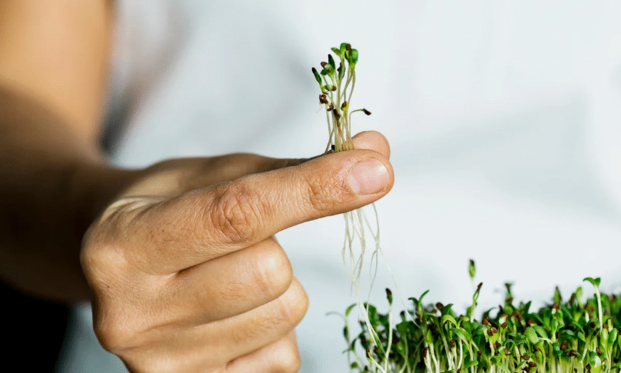 Tiny But Mighty: How Garden…