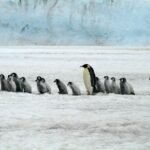 8 Best Places to See Penguins in the Wild (Plan Your Adventure!)