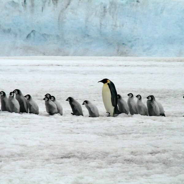 8 Best Places to See Penguins in the&hellip;