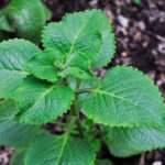 Grow Your Own Toilet Paper? This Leafy Plant Might Be the Future