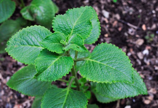 Grow Your Own Toilet Paper? This Leafy Plant&hellip;
