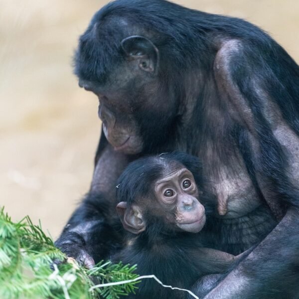 Chimpanzees Show More Kindness Than We Thought