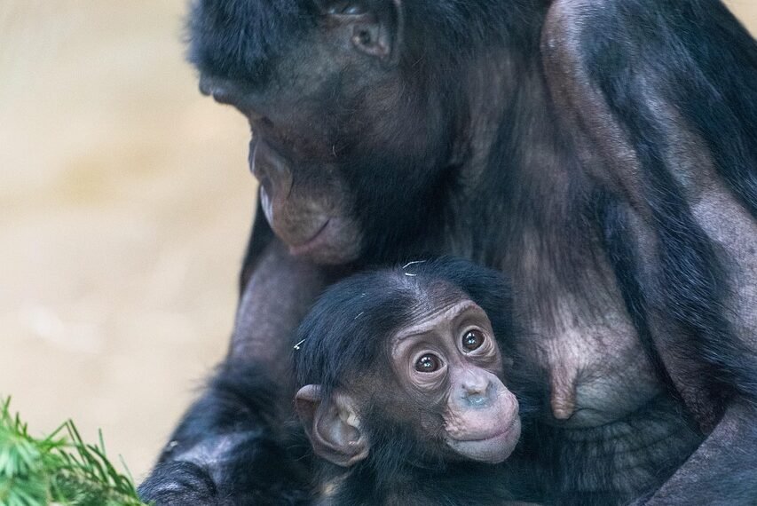 Chimpanzees Show More Kindness Than We Thought