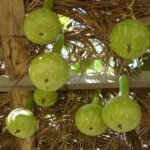 Why You Should Start Eating Bottle Gourd Every Day
