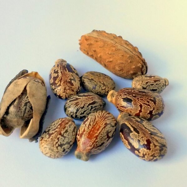 8 Surprising Health Benefits of Castor Oil You&hellip;