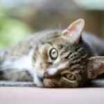 Do Cats Know Your Smell? New Study Says Yes