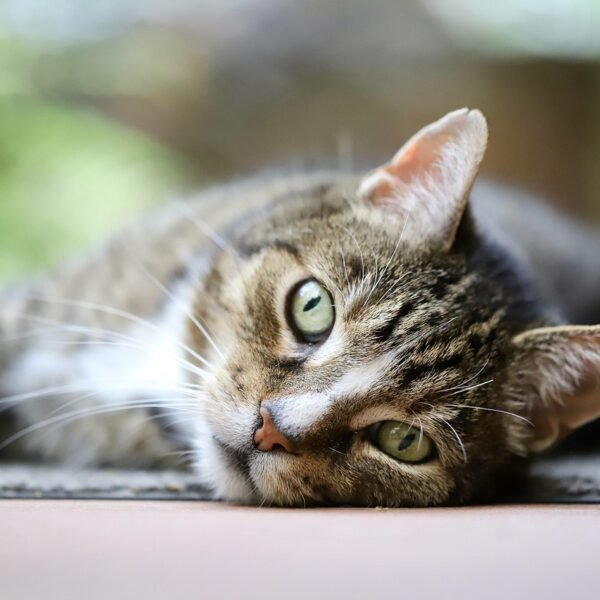 Do Cats Know Your Smell? New Study Says&hellip;