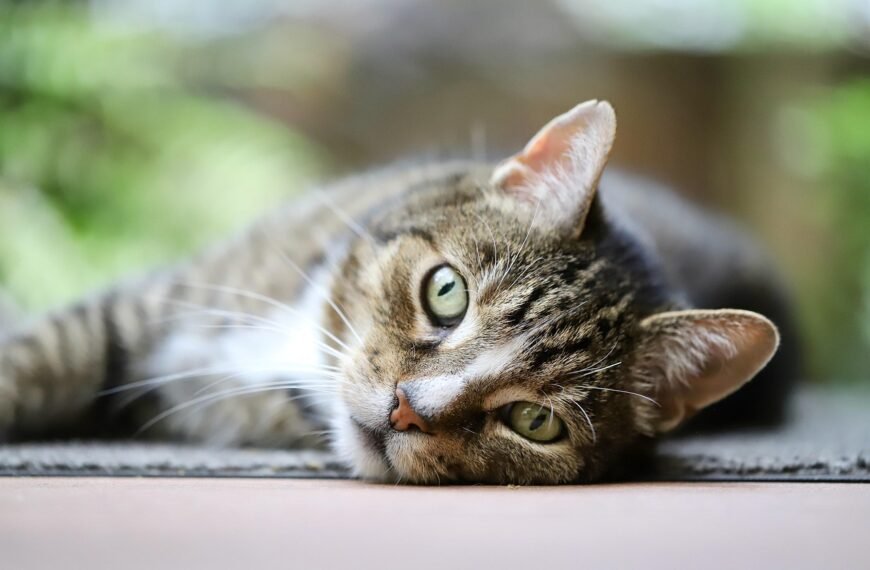 Do Cats Know Your Smell?…