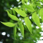 Neem Leaves Magic You Can Try at Home