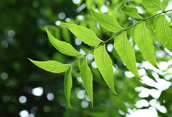 Neem Leaves Magic You Can Try at Home