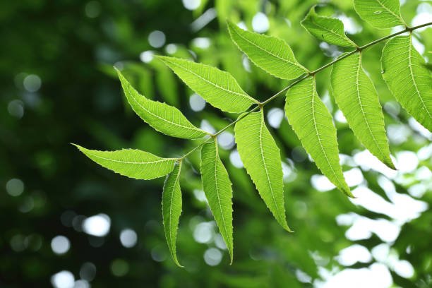 Neem Leaves Magic You Can…