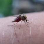New Trick to Stop Malaria: Cure the Mosquito