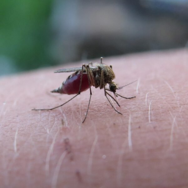 New Trick to Stop Malaria: Cure the Mosquito