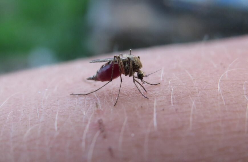 New Trick to Stop Malaria:…