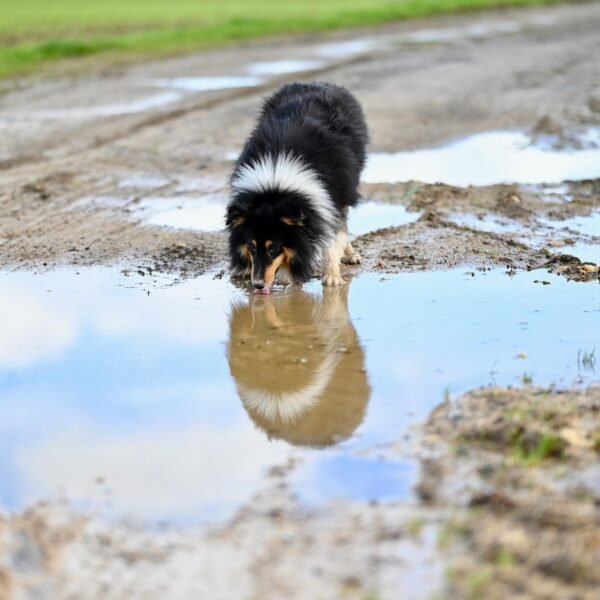 How Pets Make Your Immune System Stronger